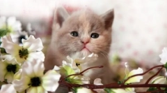 Како да се одреди возраста на маче: корисни совети за домаќините